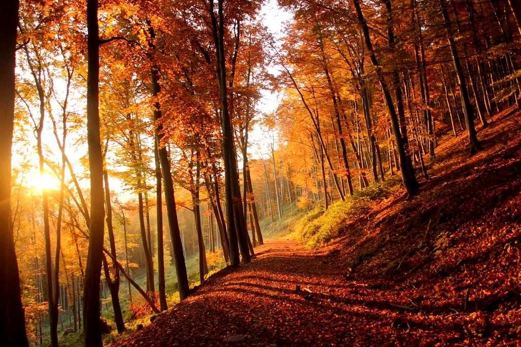 Hiker walking on a foggy forest trail