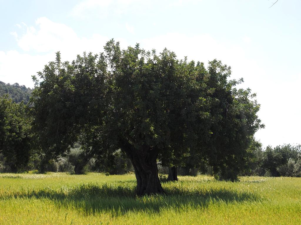 Volunteers planting trees in forest restoration project