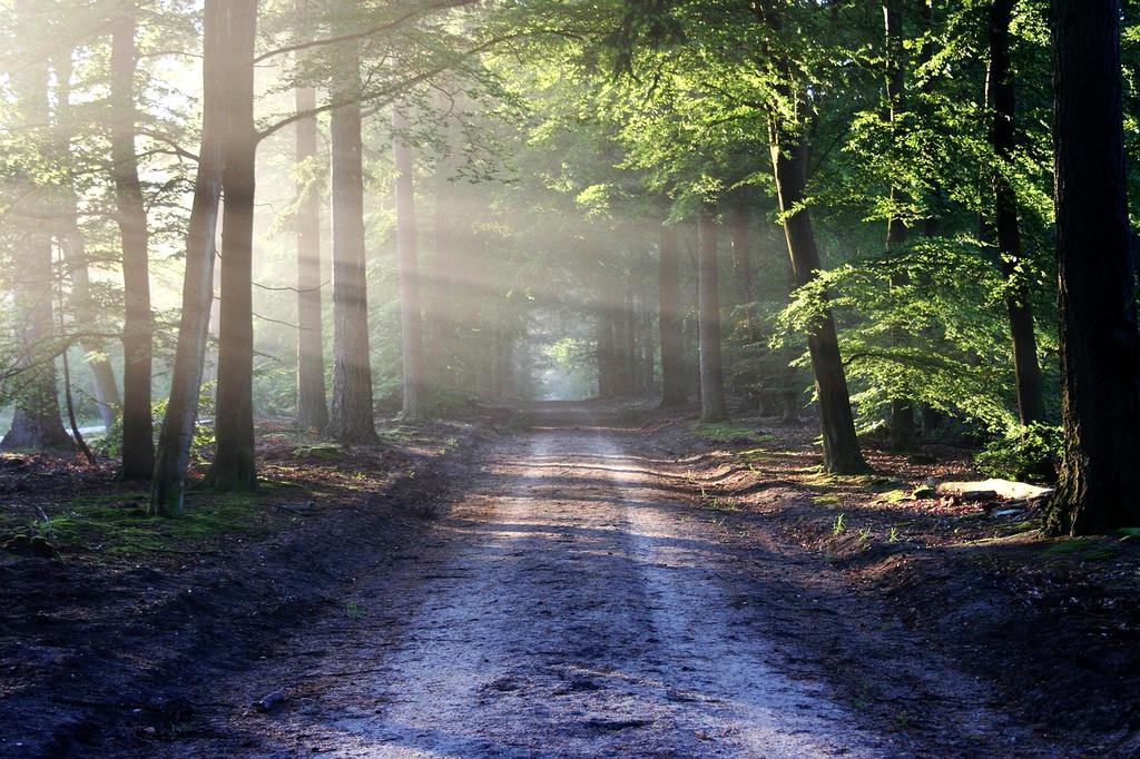 Forest trail winding through a vibrant park
