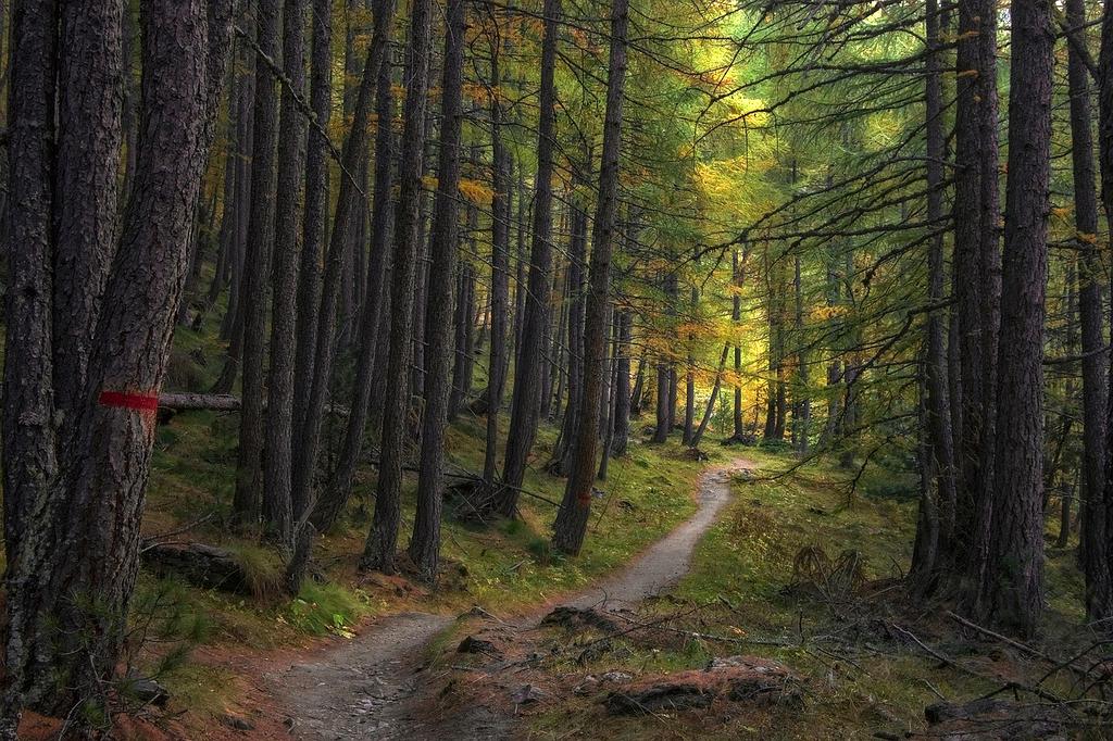 Serene lake surrounded by forest trail