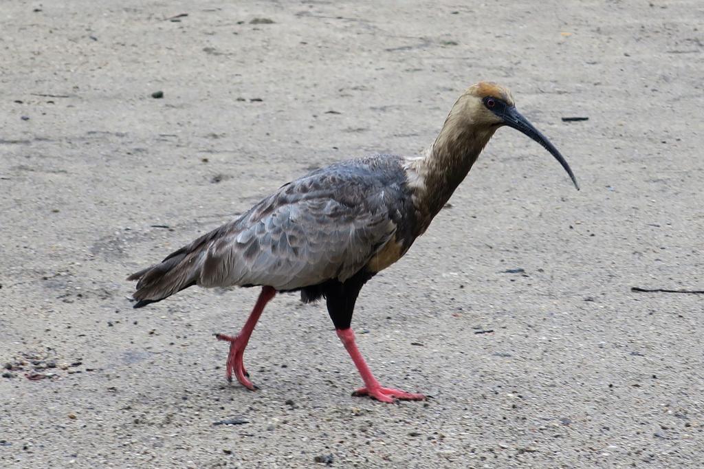 View of Patagonia's striking mountain peaks