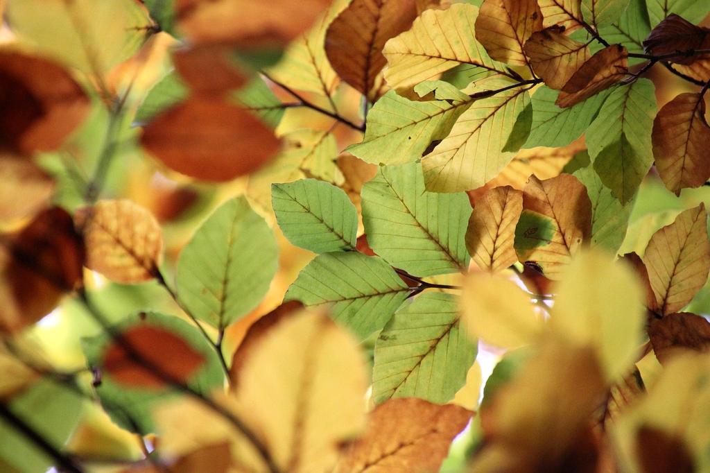 Drone view of a lush rainforest canopy