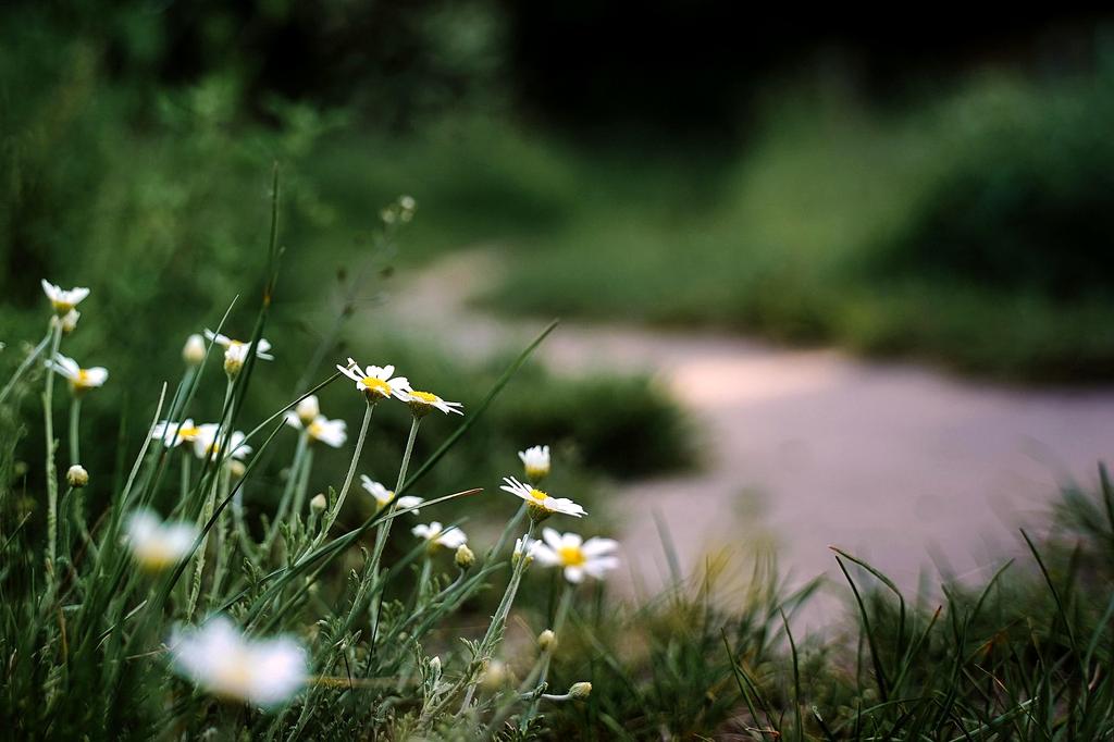 Mobile device showing trail map with real-time updates