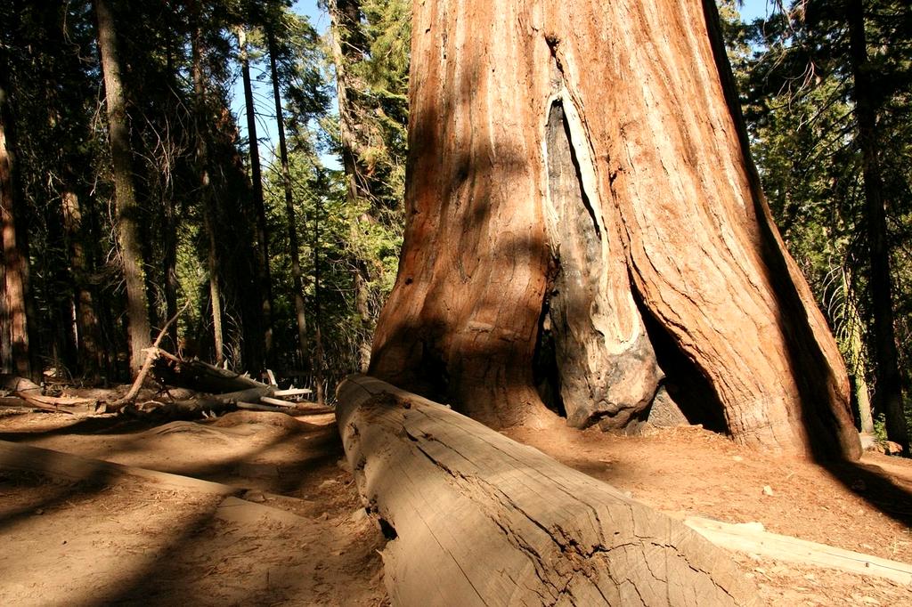 Lush trails winding through Yosemite National Park